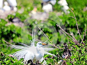 Great white egret bird in breeding plumage