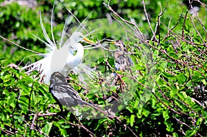 Great white egret bird in breeding plumage in Florida