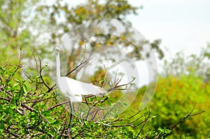 Great white egret bird in breeding plumage in nest