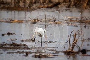 Great White Egret bird catching a tiny little fish in a big water splash