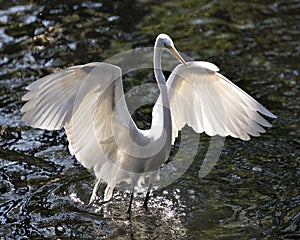 Great White Egret bird stock photo.  Great White Egret bird close-up profile view background foliage. Spread wings. Great White