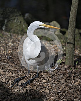 Great White Egret bird Stock Photo.  Image. Portrait. Picture. Photo