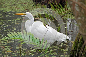 Great White Egret Bird