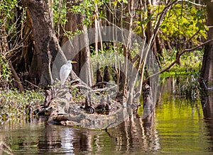 Great White Egret Bird in a Cypress Swamp