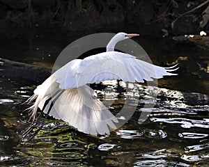 Great White Egret bird Stock Photo.  Image. Portrait. Picture. Flying bird over water. Spread wings. Stretching. Beautiful bird