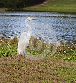 Great White Egret Bird, Resting on Shoreline of Natural Habitat