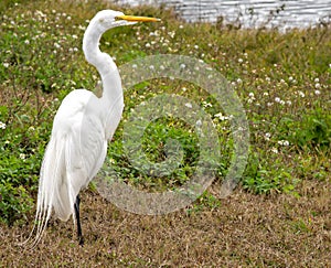 Great White Egret Bird, Resting on Shoreline of Natural Habitat