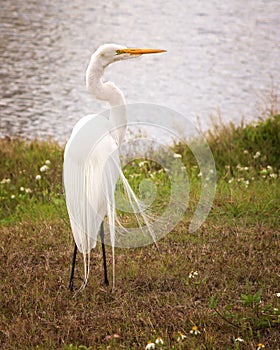 Great White Egret Bird, Resting on Shoreline of Natural Habitat