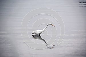 Great White Egret Searches for Food in the Bay