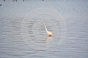 Great White Egret Searches for Food in the Bay