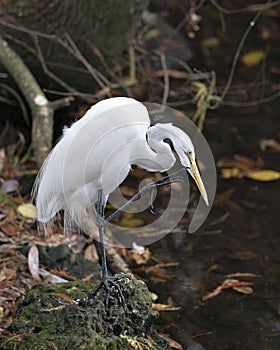 Great White Egret bird stock photo.  Great White Egret bird close-up profile view scratching its beak by the water