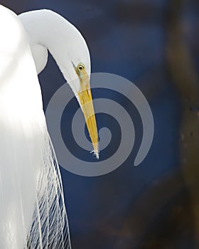 Great White Egret bird Stock Photo.   Great White Egret bird head close-up profile with bokeh background. Portrait. Image. Picture