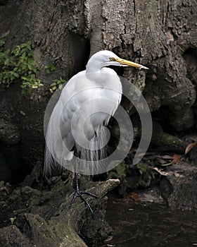 Great White Egret bird stock photo.  Image. Portrait. Picture. Close-up profile view with a big tree background. Angelic white