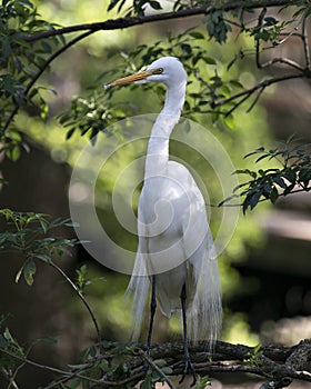 Great White Egret bird stock photo.  Image. Portrait. Picture. Close-up profile view bokeh background .  Perched. Beautiful