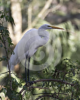 Great White Egret bird Stock Photo.  Image. Portrait. Picture. Perched on a branch. Bokeh background