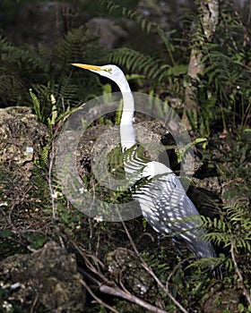 Great White Egret bird Stock Photo.  Image. Portrait. Picture. Photo