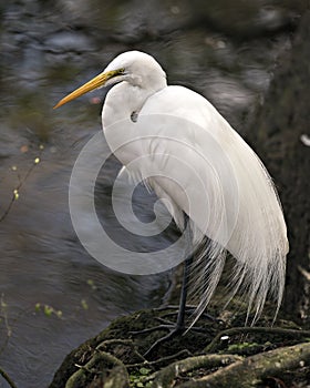 Great White Egret bird Stock Photo.  Image. Portrait. Picture. Photo