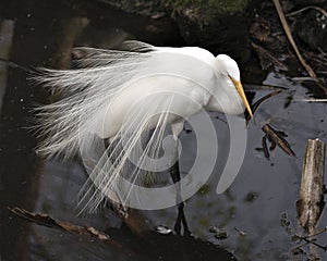 Great White Egret bird Stock Photo.  Image. Portrait. Picture. White feathers plumage. Fluffy plumage. Beautiful bird