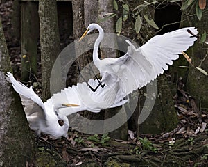 Great White Egret bird stock photos. Great White Egret birds Portrait. Image. Picture. Couple. Spread wings. Stretching wings.