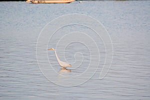 Great White Egret Wades in Bay at Sunrise