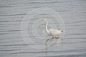 Great White Egret Wades in Bay at Sunrise