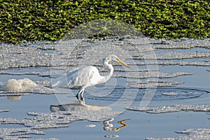 Great White Egret in Blue Water with Reflection