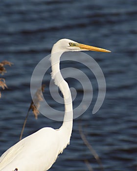 Great White Egret at Bombay Hook