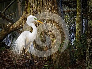 Great White Egret with breeding plumage