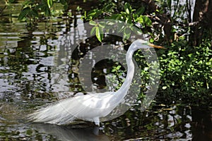 Great White egret breeding plumage