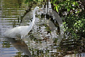 Great White egret breeding plumage