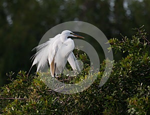 Great white egret in breeding plumage