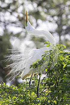 Great White Egret