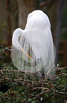 Great White Egret in bridal plumage close up