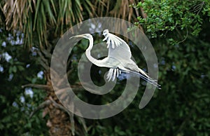 Great White Egret, casmerodius albus, Adult in Flight, Everglades Park in Florida