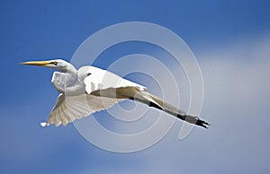 Great White Egret, casmerodius albus, Adult in Flight, Everglades Park in Florida