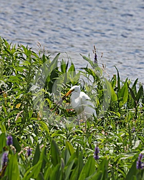 Great White Egret catching frogs in the marsh