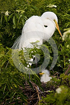 Great White Egret with chick