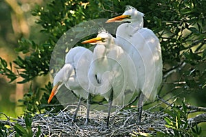 Great white egret chicks