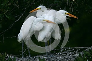 Great white egret chicks
