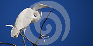 Great White Egret, Chobe National Park, Botswana