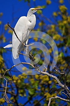 Great White Egret, Chobe National Park, Botswana