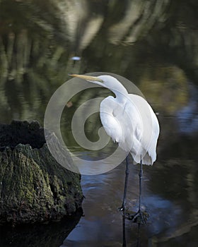 Great White Egret Stock Photo.  Great White Egret close-up profile view. Image. Picture. Portrait. Blur background