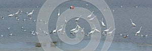 Great White Egret congregation