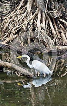 A Great White Egret at Crokscrew swamp Florida photo