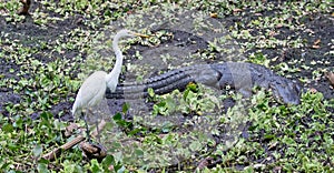 A Great White Egret at Crokscrew swamp Florida photo