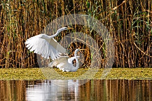 Great White Egret in Danube Delta Romanian wild life bird watching