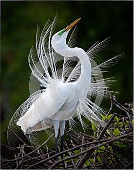 Great White Egret bird