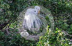 Great white egret displays plumage in nest while tending young