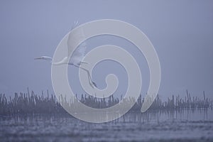 Great white egret Egreta alba