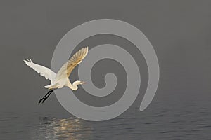 Great White Egret, egretta alba, Adult in Flight at Chobe River, Okavango Delta in Botswana